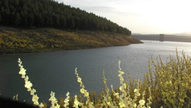 A calm reservoir bordered by a forested, sloping embankment with yellow flowering shrubs in the foreground. In the distance at right, a straight dam embankment with a vertical intake/outlet tower is visible under late-afternoon light.