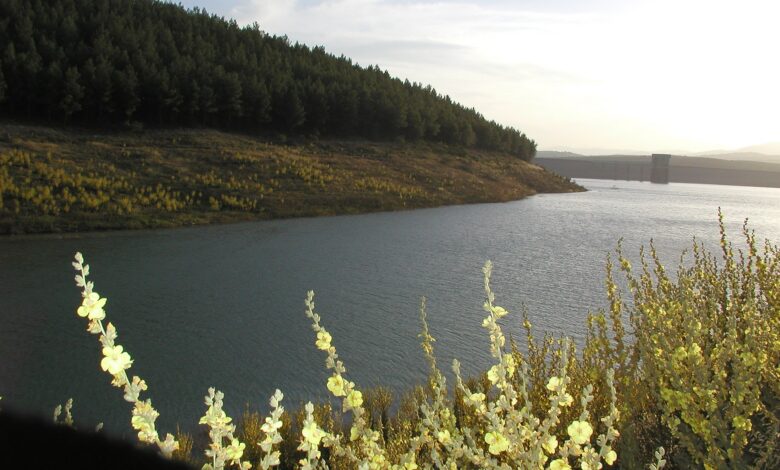 A calm reservoir bordered by a forested, sloping embankment with yellow flowering shrubs in the foreground. In the distance at right, a straight dam embankment with a vertical intake/outlet tower is visible under late-afternoon light.