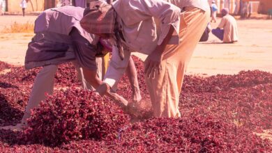 Workers handle and sort piles of dried red hibiscus (karkade) on the ground in an open market yard, with low buildings and trees in the background under bright sunlight.