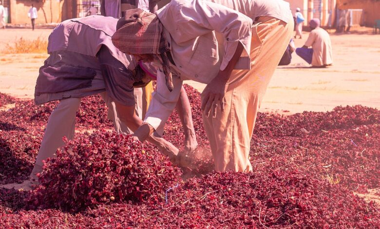 Workers handle and sort piles of dried red hibiscus (karkade) on the ground in an open market yard, with low buildings and trees in the background under bright sunlight.